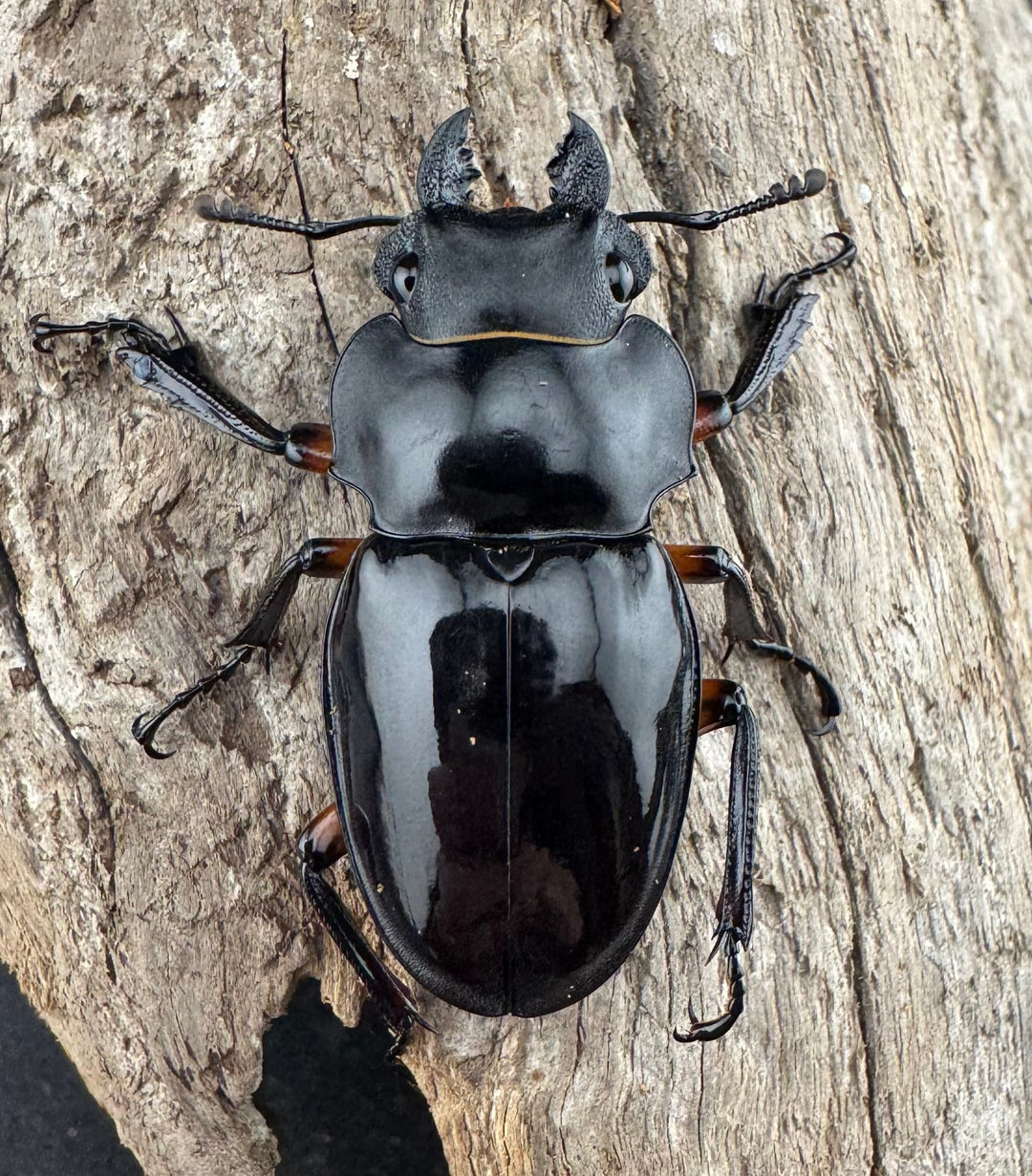 【WD】《インペリアリスツヤ亜種komorii 63mm ペア》