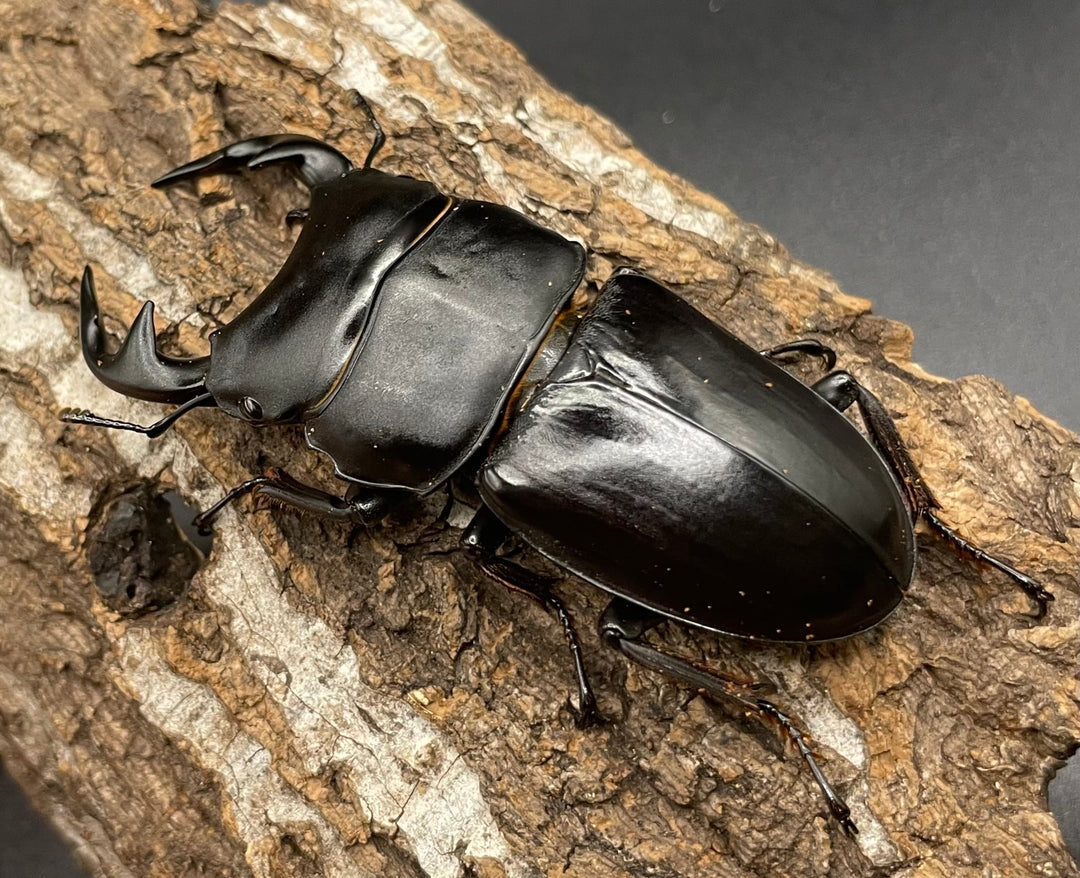 《インドグランディス亜種moriyai Garda95.0血統 77mm ペア》