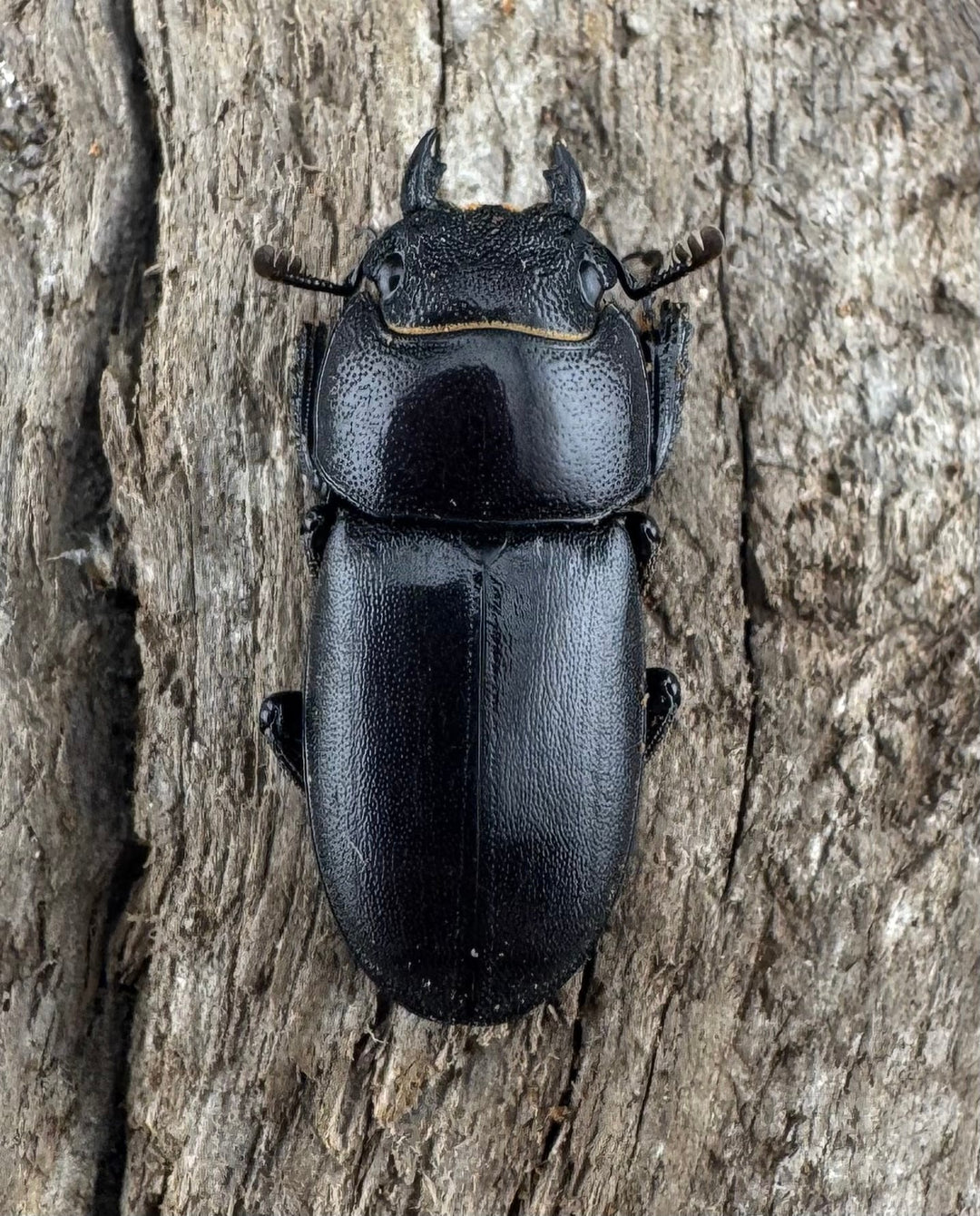 【WD】《トンキンノコギリヒラタ 海南省産 46.5mm ペア》