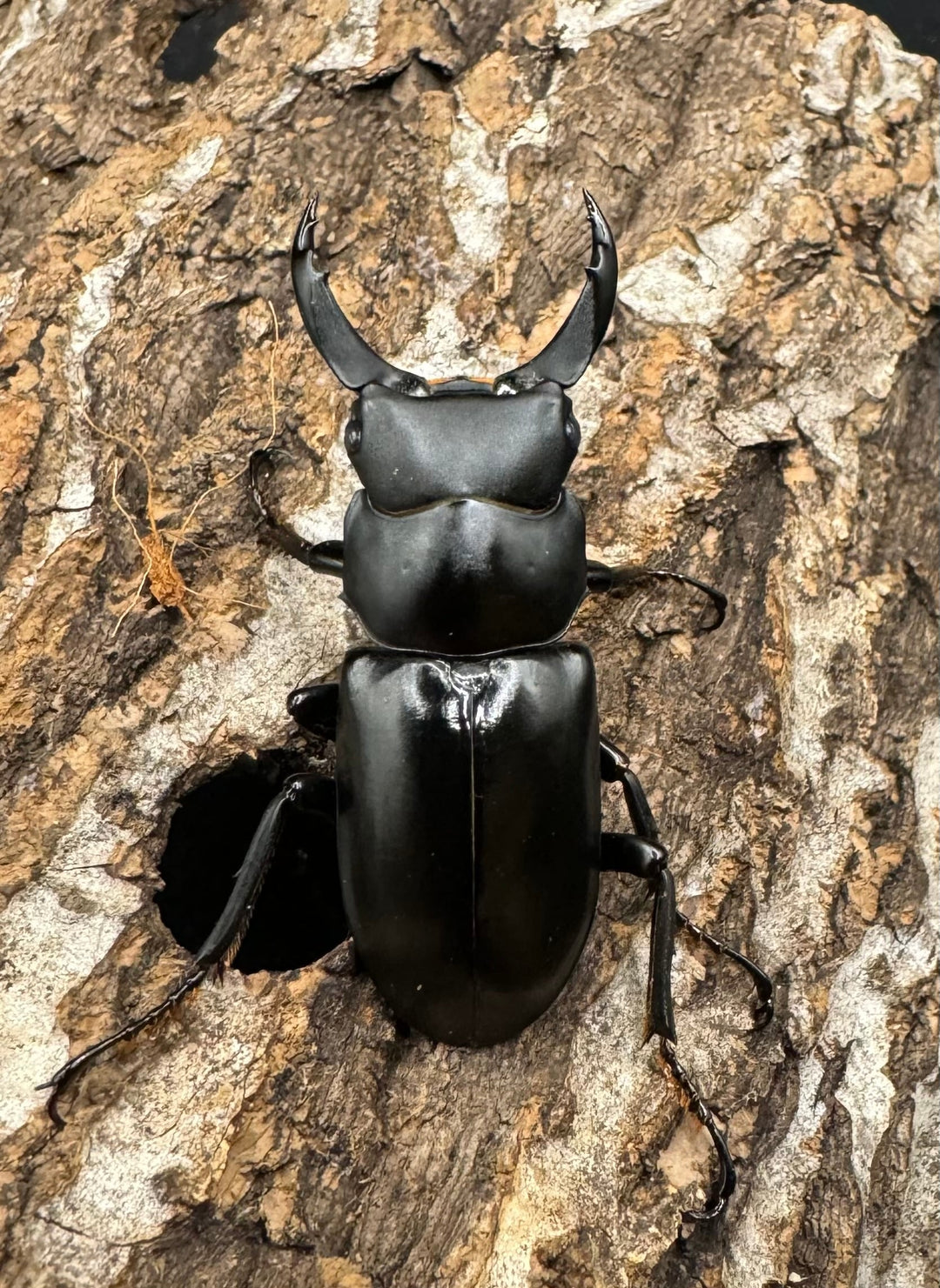 【WD】《ブラナウンコクワ 福貢県産 45mm ペア》