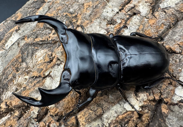 《インドアンタエウス サディア産 78mm ペア》