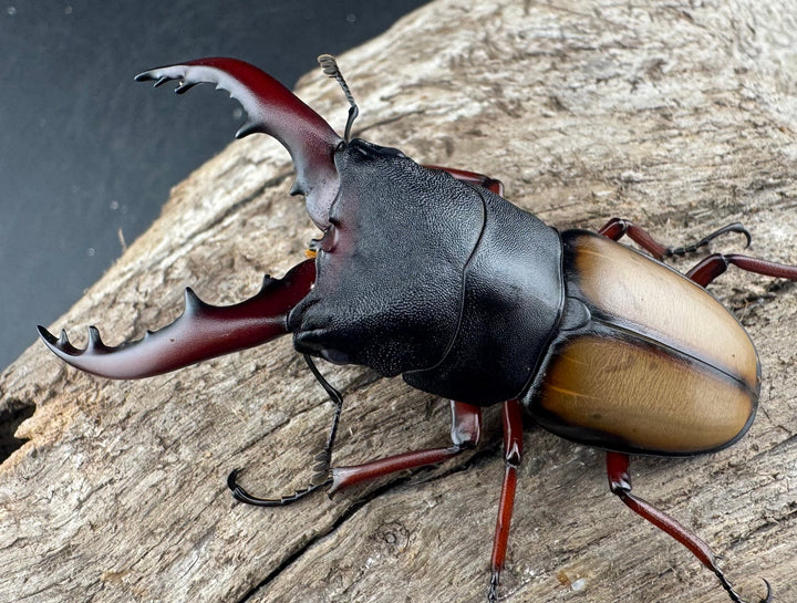 《ウムハンギノコギリクワガタ 58mm ペア》