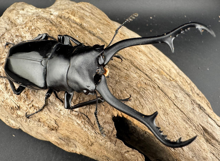 【WD】《 ギラファノコギリ亜種マキタイ 87.5mm ペア》