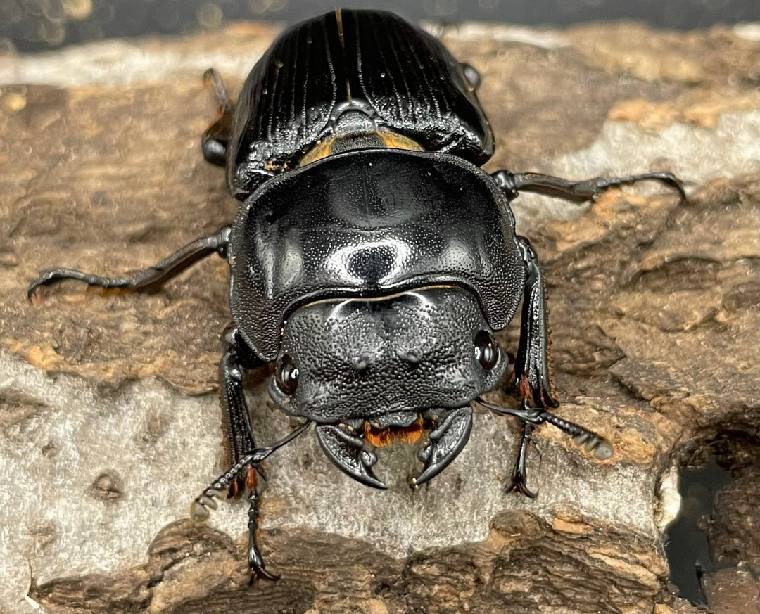 《ホペイオオクワガタ SL血統 73mm ペア》