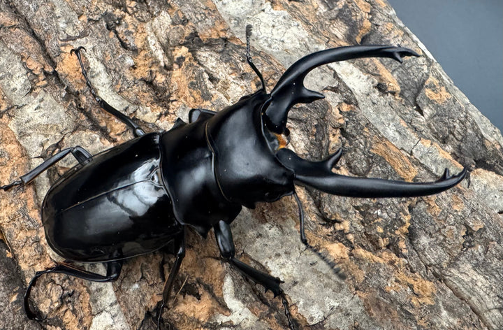 【WD】《インターメディアツヤクワガタ ネグロス産 90mm ペア》