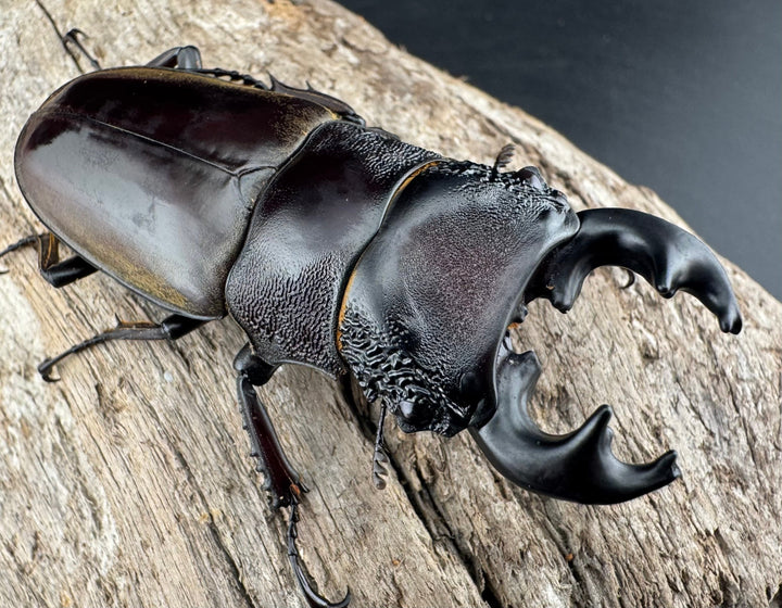 【WD】極太短歯《ルマウィノコギリ  61mm ペア》