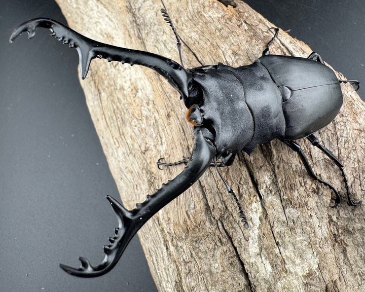 【WD】《 ギラファノコギリ亜種ケイスケ 102mm ペア》