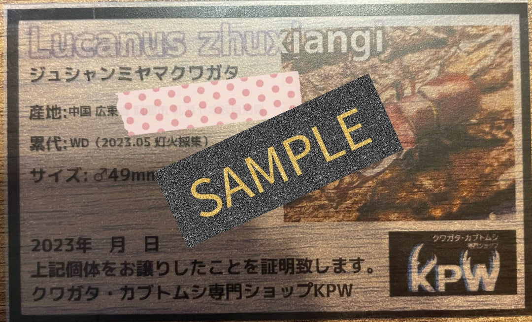 【WD】2018新種記載《ジュシャンミヤマ 58mm ペア》