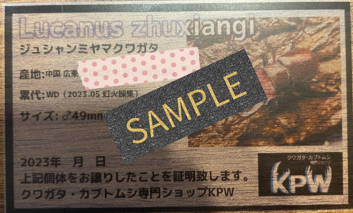 【WD】2018新種記載《ジュシャンミヤマ 58mm ペア》