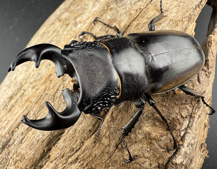 【WD】大型短歯《ルマウィノコギリ  60.5mm ペア》