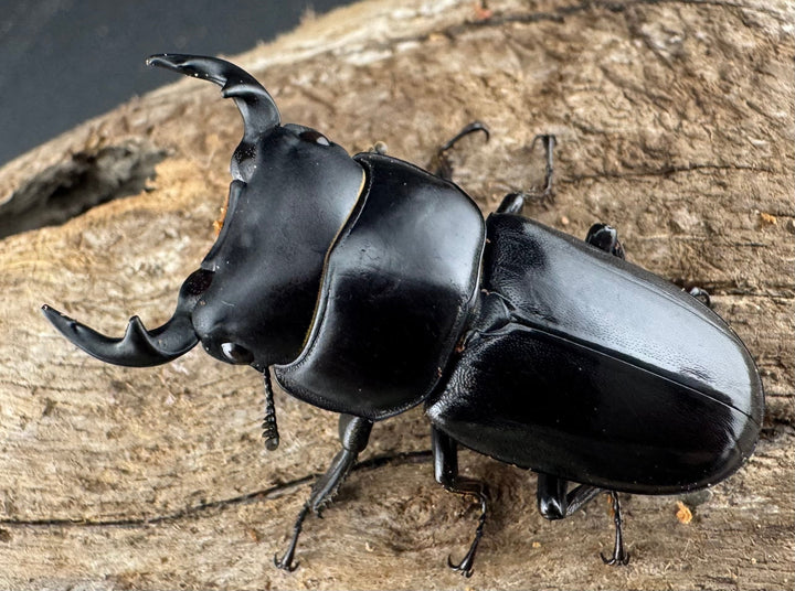 【WD】希少産地《ヤクシャオオクワ亜種gracilicornis 39mm ペア》