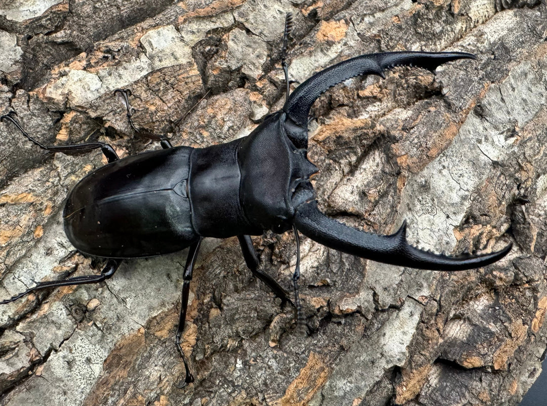 【WD】《マンディブラリスフタマタ 85mm ペア》