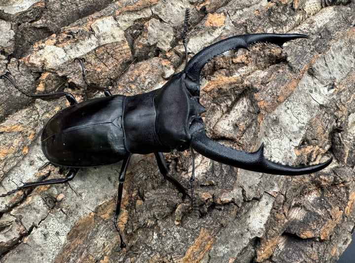 【WD】《マンディブラリスフタマタ 85mm ペア》