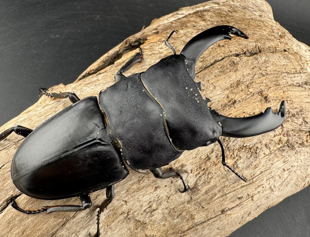 【WD】《ブルーダンヒラタクワガタ 90mm ペア》