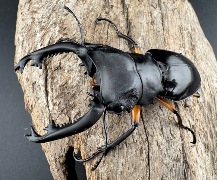 【WD】《インペリアリスツヤ亜種komorii リサル産 67mm ペア》