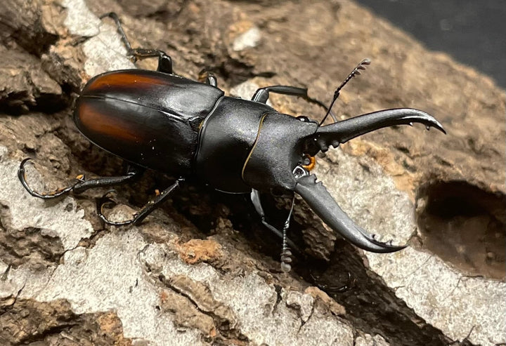 【WD】超貴重種《スピネウスノコギリクワガタ 36mmUP ペア B品》