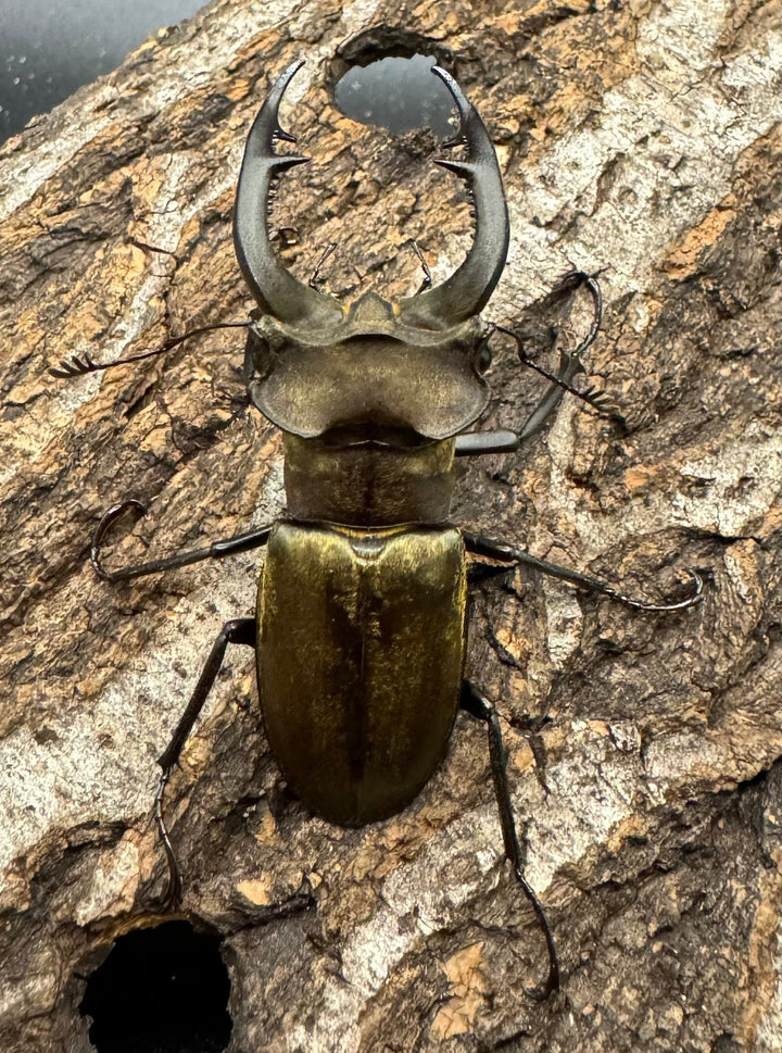 【WD】《ノビリスミヤマ 58mm ペア》