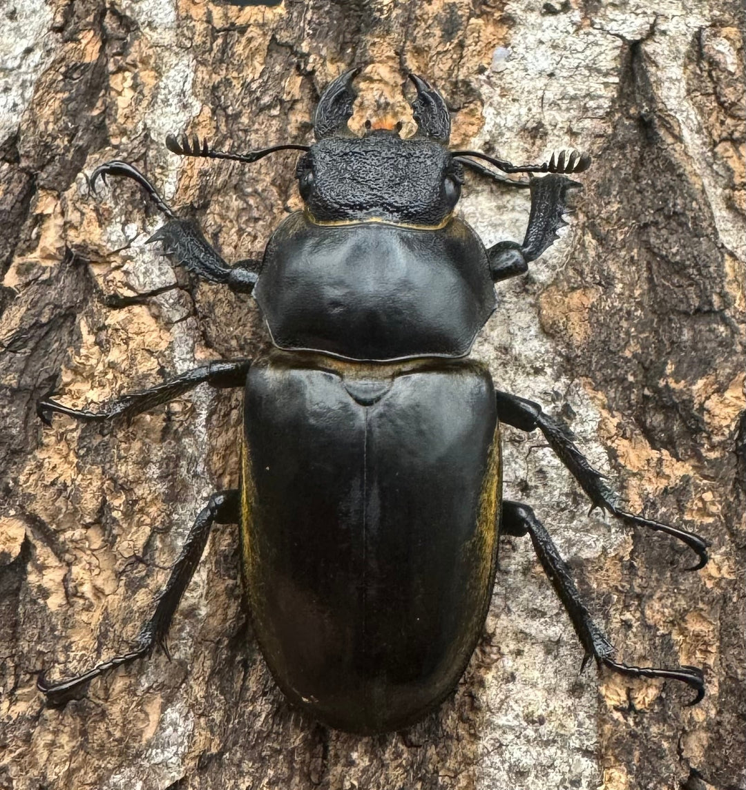 【WD】《セリケウスミヤマ原名亜種 66mm ペア》