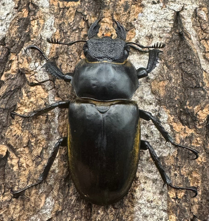 【WD】《セリケウスミヤマ原名亜種 66mm ペア》