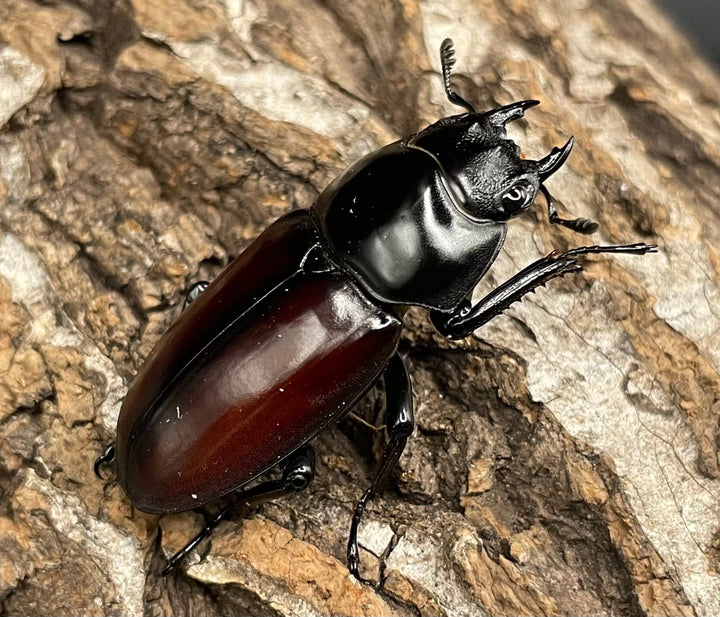 《アローコクワ亜種リエン 64mm ♂♀♀トリオ》