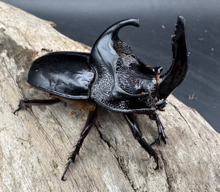 【WD】《シムソンメンガタカブト 南カリマンタン産 56mm ペア》