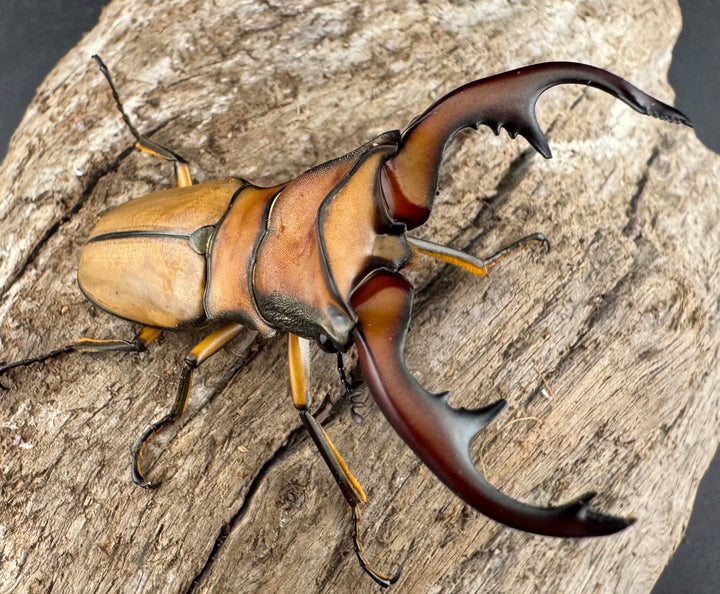 【WD】《アラガールホソアカクワガタ 58mm ♂単》