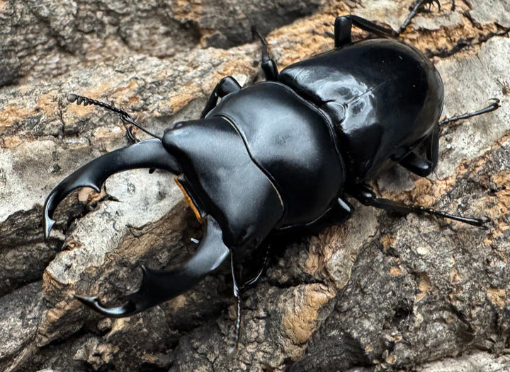 【WD】《セメノウコクワ 会東産 47mm ペア》