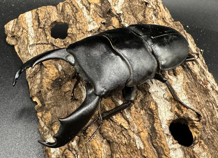 【WD】《西ペレンオオヒラタ 90mm ペア》