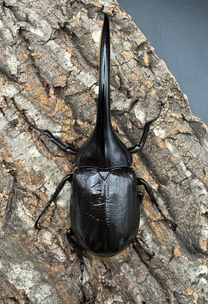 《ヘラクレス・ヘラクレス 128mm ペア》