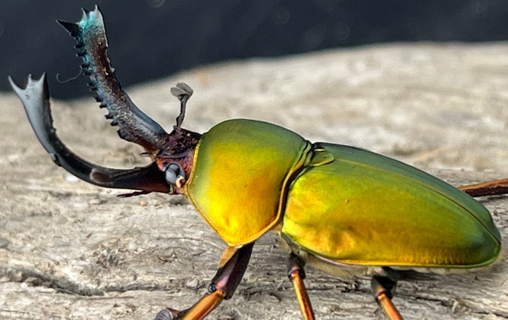 【WD】《パプアキンイロクワガタ アルファック産 38mm ペア》