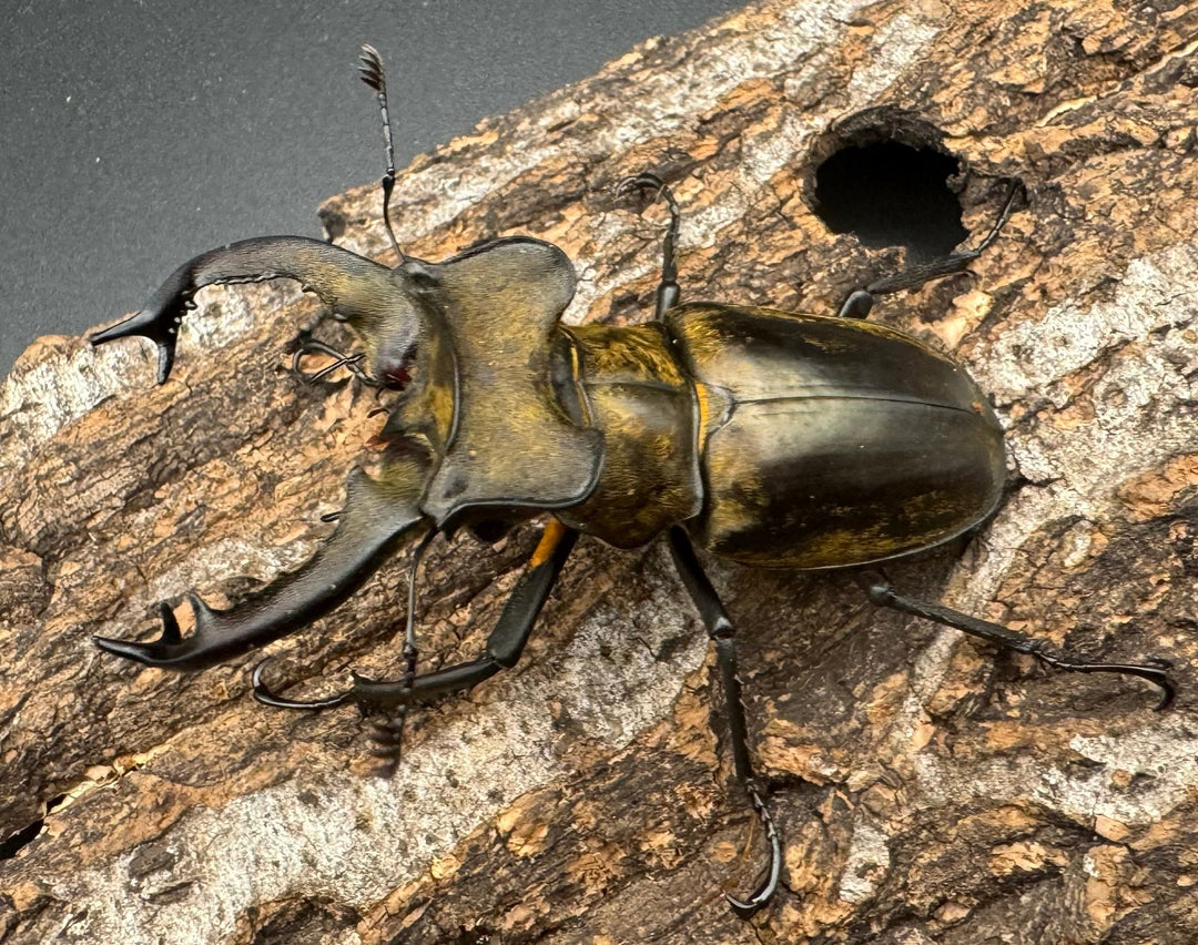 【WD】《セリケウスミヤマ原名亜種 66mm ペア》