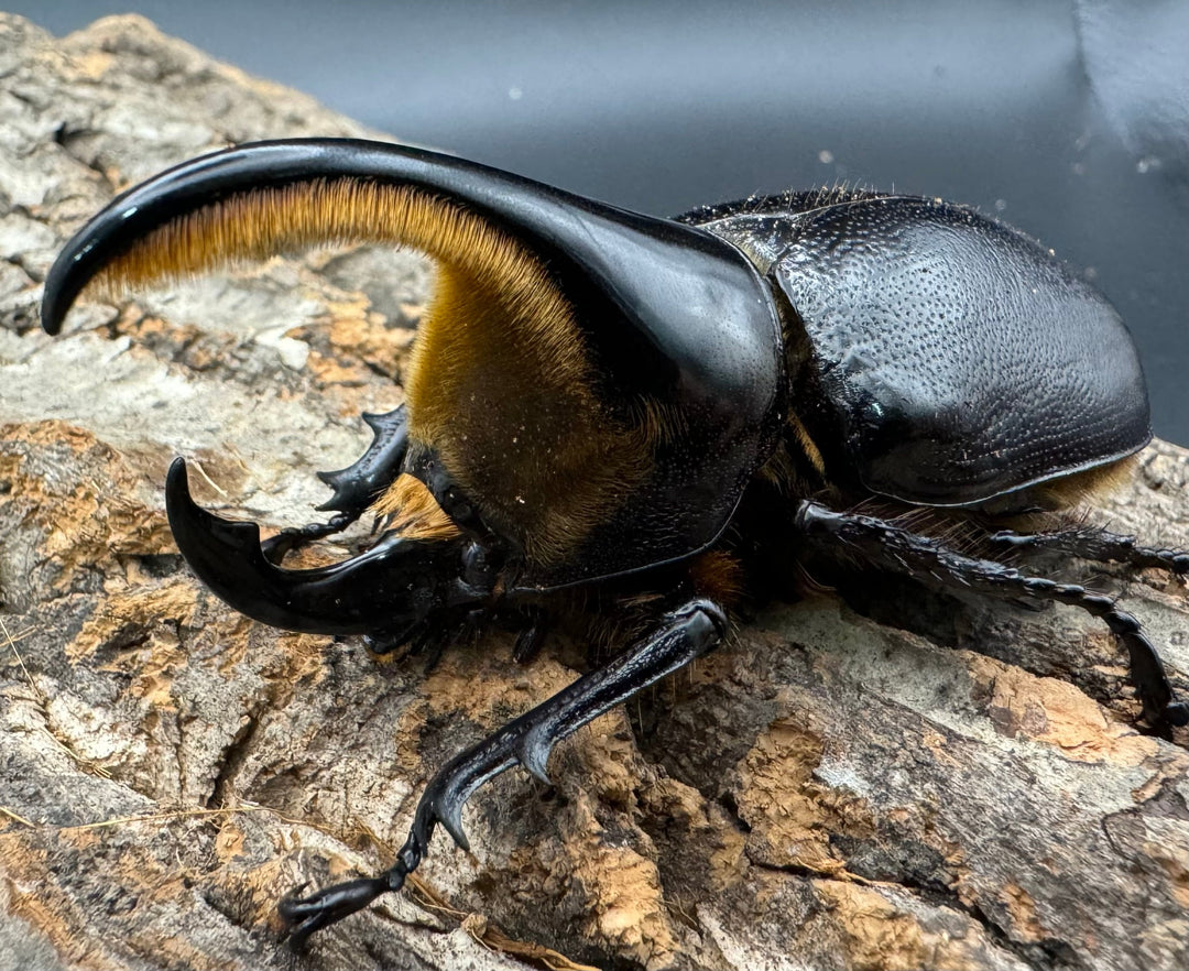 即ブリ《サタンオオカブト 82.5mm ペア》