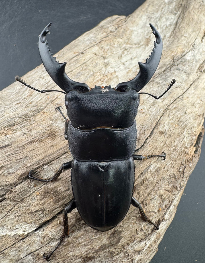 【WD】《カシブヒラタクワガタ 70.5mm ペア》