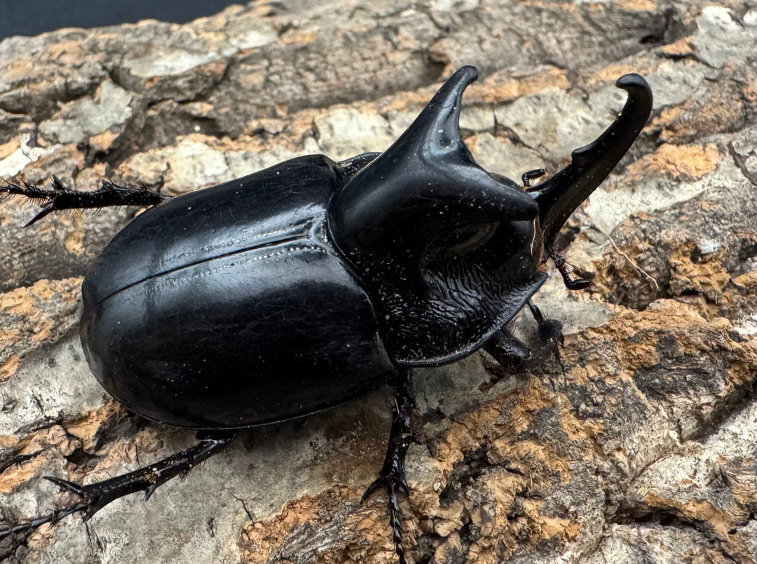 【WD】《オオツノメンガタカブト 59mm ペア》