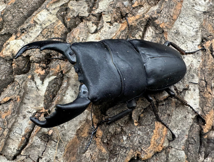 【WD】ショートホーン《スラウェシオオヒラタ 南スラウェシ産 80mm ペア》