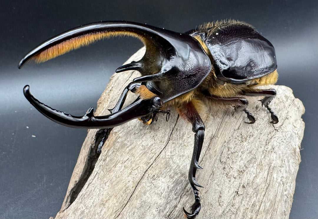 《ネプチューンオオカブト 106mm ペア》