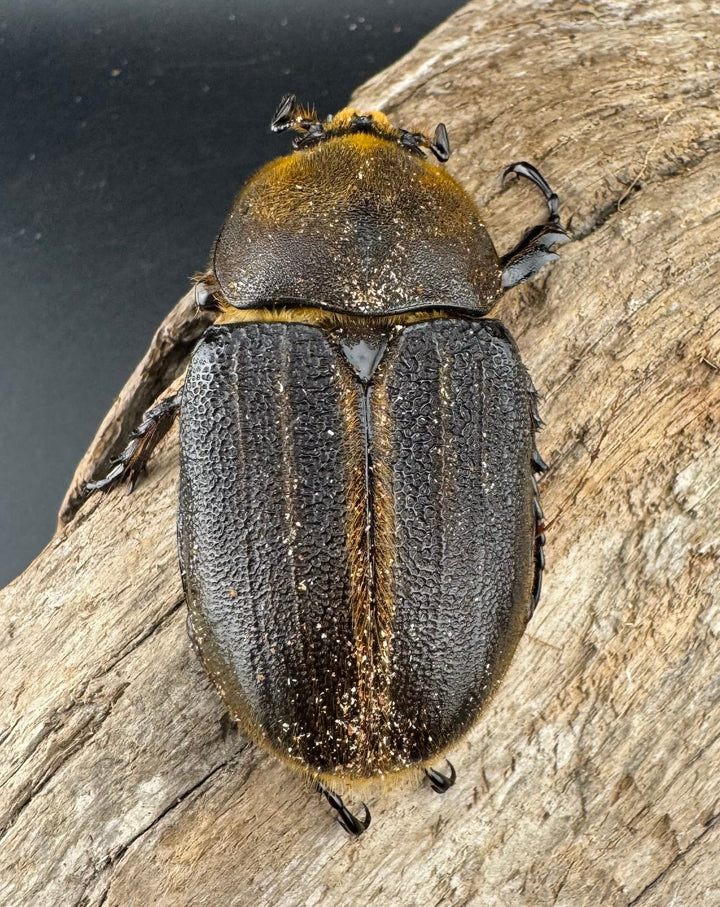 《ヘラクレス・ヘラクレス 134mm ペア》