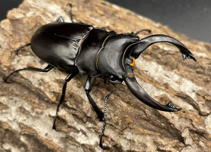 【WD】レア個体《アルケスツヤクワガタ 75mm ペア》