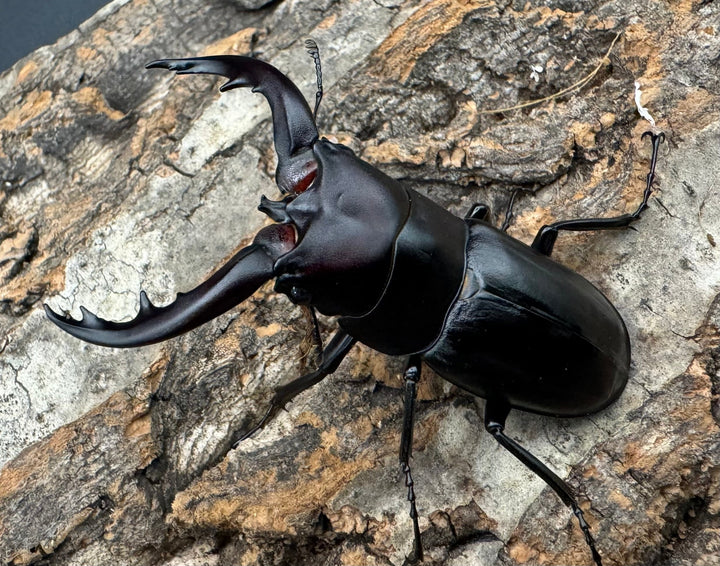 【WF1】《アマミノコギリクワガタ 赤タイプ 60mm ペア》