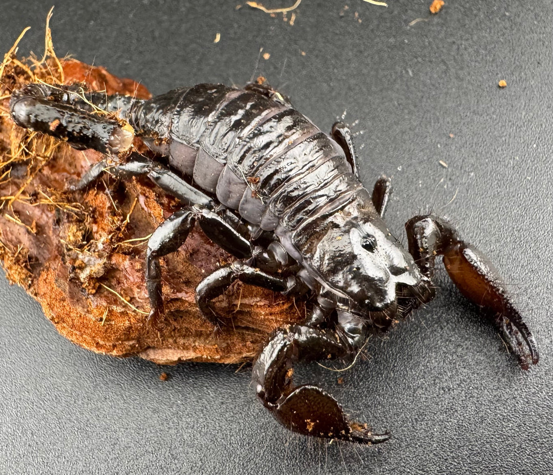 【WC】《ダイオウサソリ 4-5令 ペア》