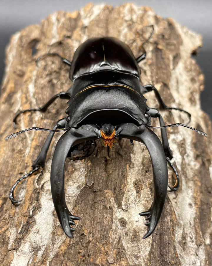 【WD】超大型大歯《アルケスツヤクワガタ 96mm ペア》