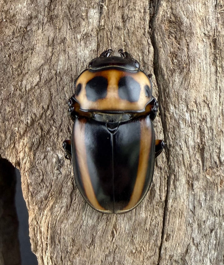 【WF1】《メリーメンガタクワガタ 37.5mm ペア》