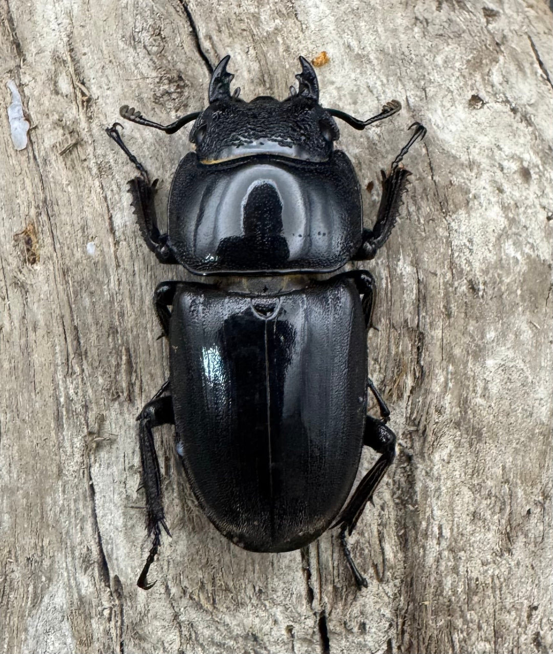 【WD】《西ペレンヒラタ（スラウェシオオヒラタ） 90.5mm ペア》