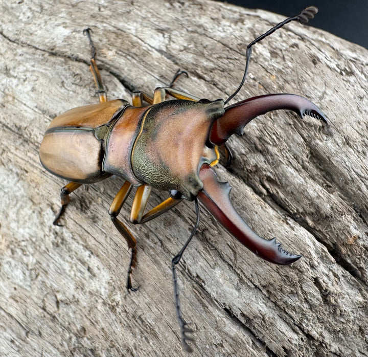 【WF3】《アラガールホソアカクワガタ 46.5mm ♂単》