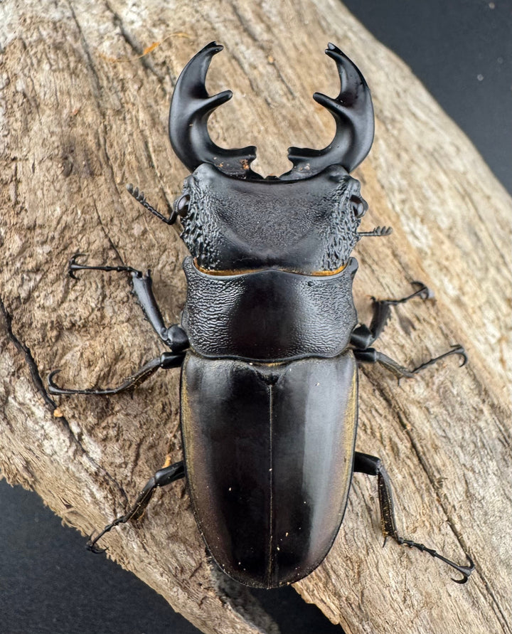 【WD】大型短歯《ルマウィノコギリ  60.5mm ペア》