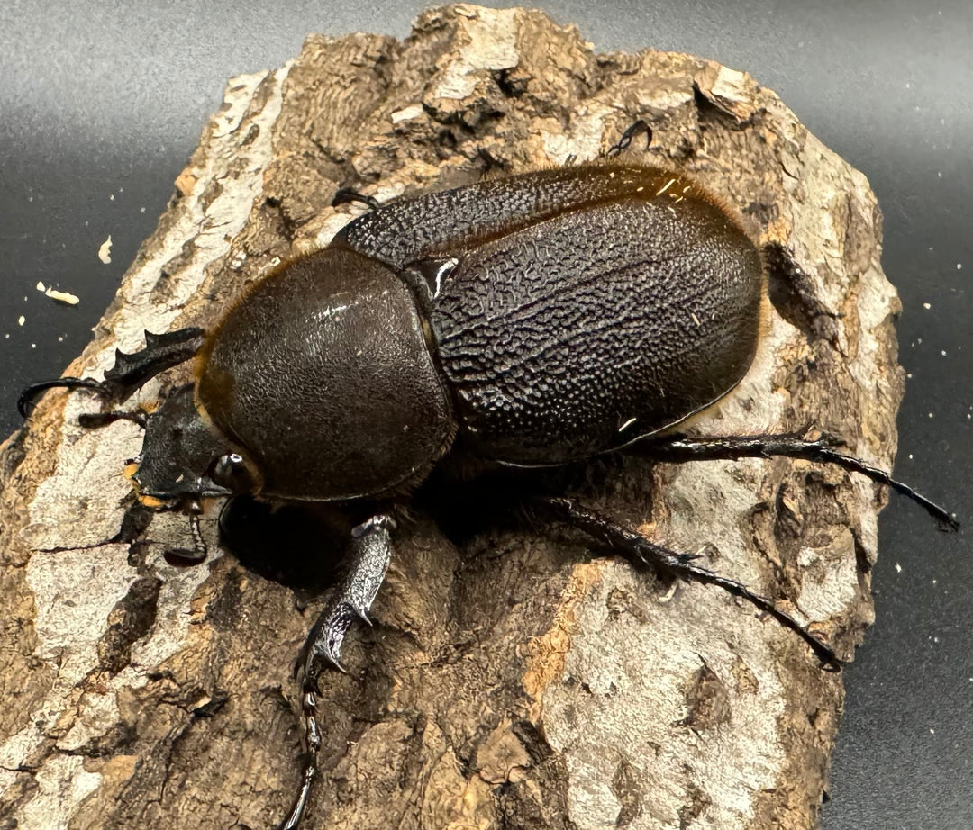 《ヘラクレス・ヘラクレス 148mm ペア》