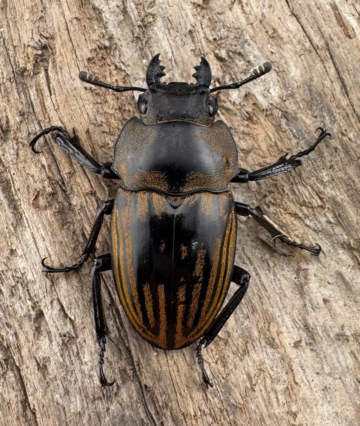 【WD】《ストリアータツヤクワガタ 43.5mm ペア》