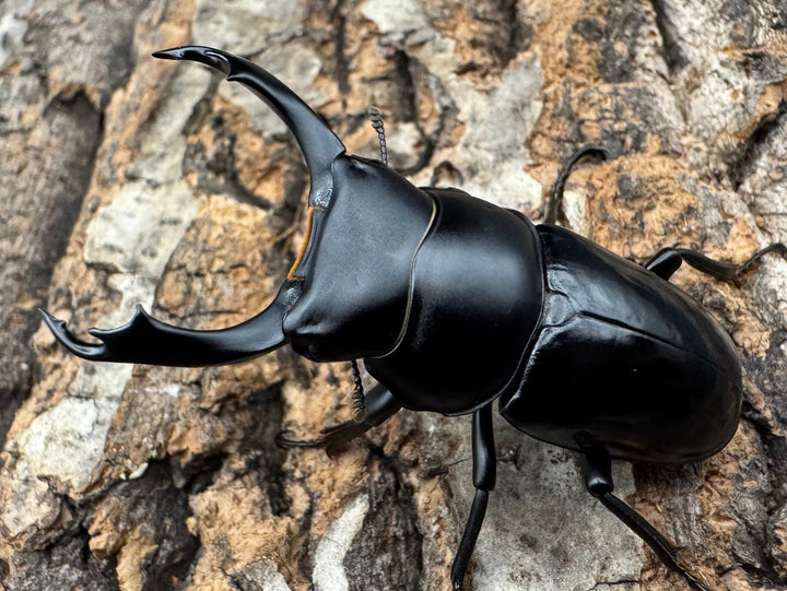 【WD】《セメノウコクワ 会東産 48mm ペア》