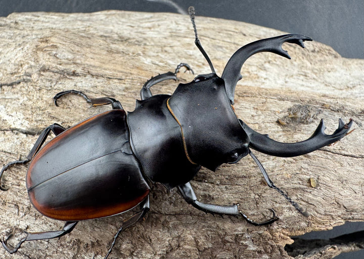 【WD】《クベラツヤクワガタ亜種sinensis 浙江省産 69mm ペア》