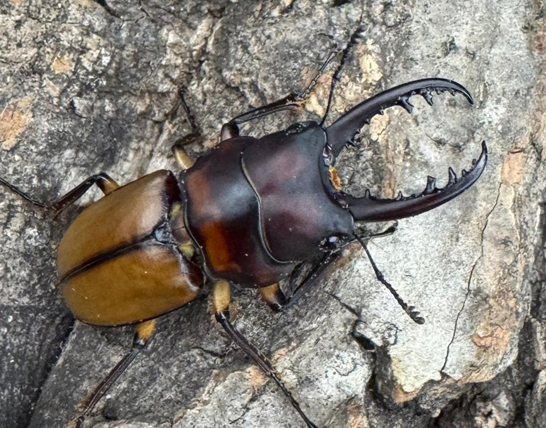 【WF1】《ブルイジンノコギリ タリアブ島産 35mm ペア》Moro氏ブリード個体